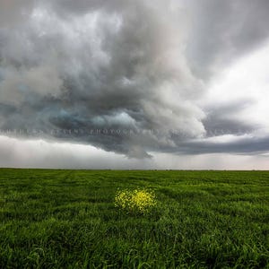 Storm Photography Print: Texas Yellow Wildflowers Green Field Thunderstorm Country Sky Canvas Metal Framed Picture Photo Wall Art Decor