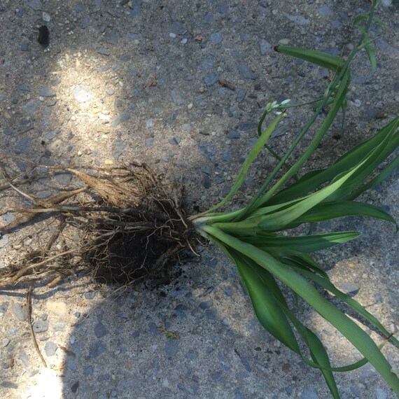 50%OFF Spider plant organic plant indoor flower | Etsy
