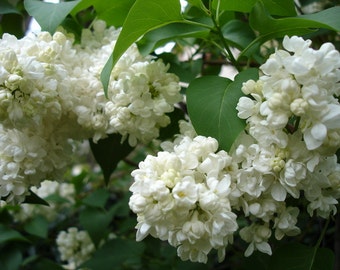 White big Lilac, Cutting plant, 1 cutting, plants, Giant White Lilac