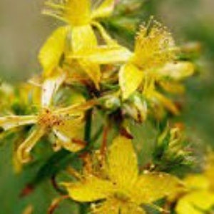 May include: Close-up of yellow St. John's Wort flowers in bloom. The flowers have five petals and are clustered together on a green stem.