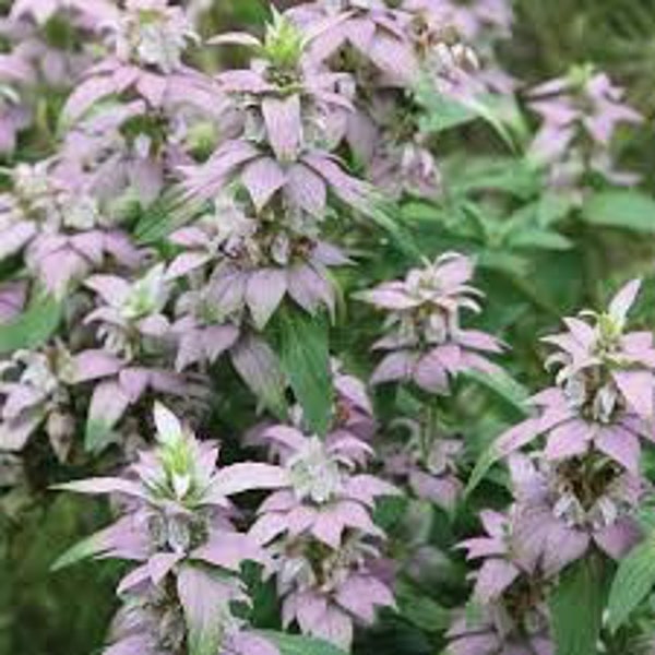 SEEDS: Spotted Horsemint (Monarda punctata), Native Perennial Medicinal Wildflower, produced using organic practices, 2022 crop