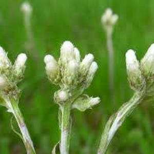 SEEDS: Field Pussytoes (Antennaria neglecta), Native Perennial Wildflower, Produced Using Organic Practices in 2023