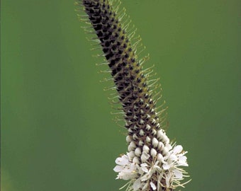 SEEDS: White Prairie Clover (Dalea candida), native perennial wildflower, dry soil plant, pollinator plant, grown using organic practices