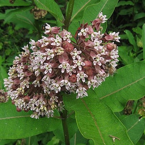 SEEDS: Common milkweed (Asclepias syriaca) native perennial wildflower, produced using organic practices, 2022 crop, pollinator plant