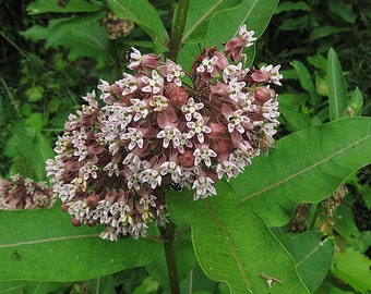 SEEDS: Common milkweed (Asclepias syriaca) native perennial wildflower, produced using organic practices, 2022 crop, pollinator plant
