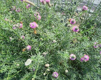 SEEDS: Purple Prairie Clover (Dalea purpurea), native perennial wildflower, dry soil plant, pollinator plant, grown using organic practices