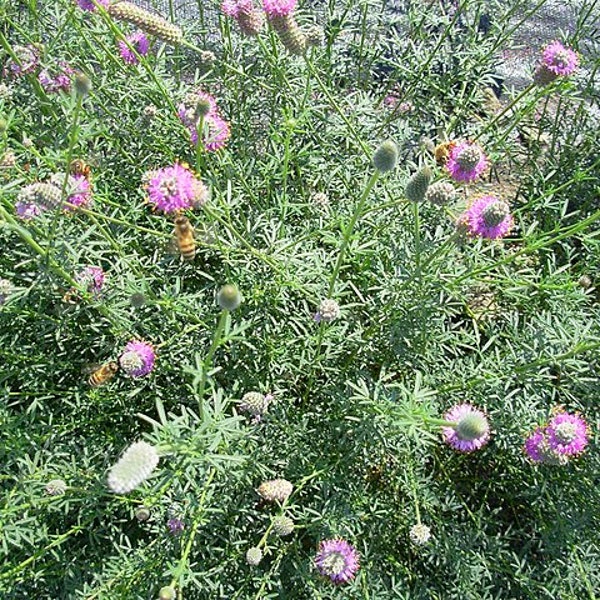 SEEDS: Purple Prairie Clover (Dalea purpurea), native perennial wildflower, dry soil plant, pollinator plant, grown using organic practices