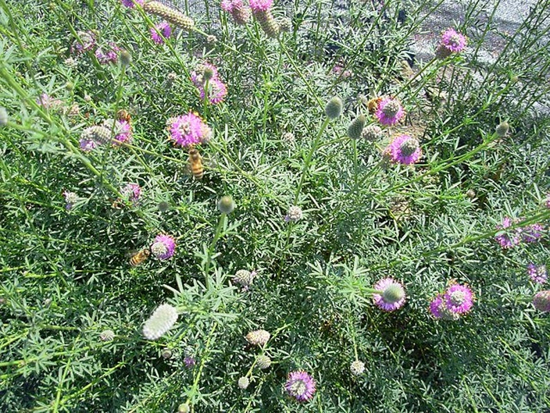 SEEDS: Purple Prairie Clover Dalea purpurea, native perennial wildflower, dry soil plant, pollinator plant, grown using organic practices image 1