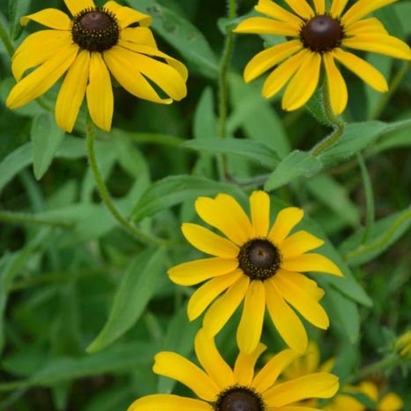 SEEDS: Brown-Eyed Susan (Rudbeckia hirta), native perennial wildflower, pollinator forage, produced using organic practices, 2022 crop