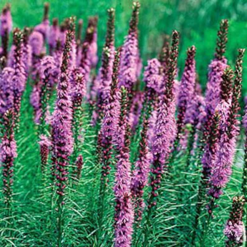 SEEDS Blazing Star Liatris pycnostachya Native Perennial