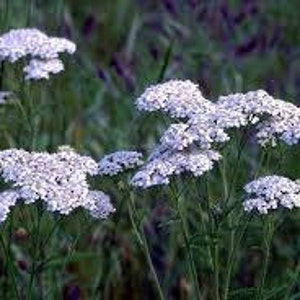 TINCTURE: DOUBLE Yarrow Achillea millefolium, Organic image 1