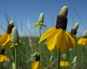 SEEDS: Yellow Prairie Coneflower (Ratibida columnifera), Native Perennial Wildflower, Produced Using Organic Practices, 2023 crop
