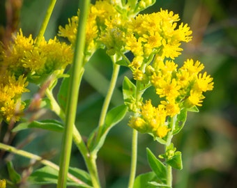 SEEDS: Stiff Goldenrod (Oligoneuron rigida) native perennial wildflower, produced using organic practices, 2022 crop, pollinator plant