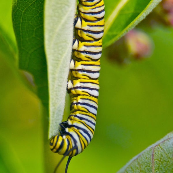 Seeds: Monarch Habitat Seed Mix, Native Perennial Wildflowers, 13 Species, Drought Tolerant, Monarch Conservation, Pollinator Conservation