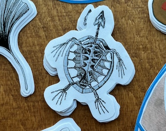 Meeresschildkröte Skelett Aufkleber Laptop Wasserflasche Aufkleber - Tuschezeichnung Taxonomie Biologie Illustration erdig Granola Natur Ozean