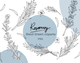 Rosemary Clipart, PNG, Hand Drawn Rosemary Line Art for Logo, Graphic Design, Herbal Labels, Product Decoration line drawing, Commercial use