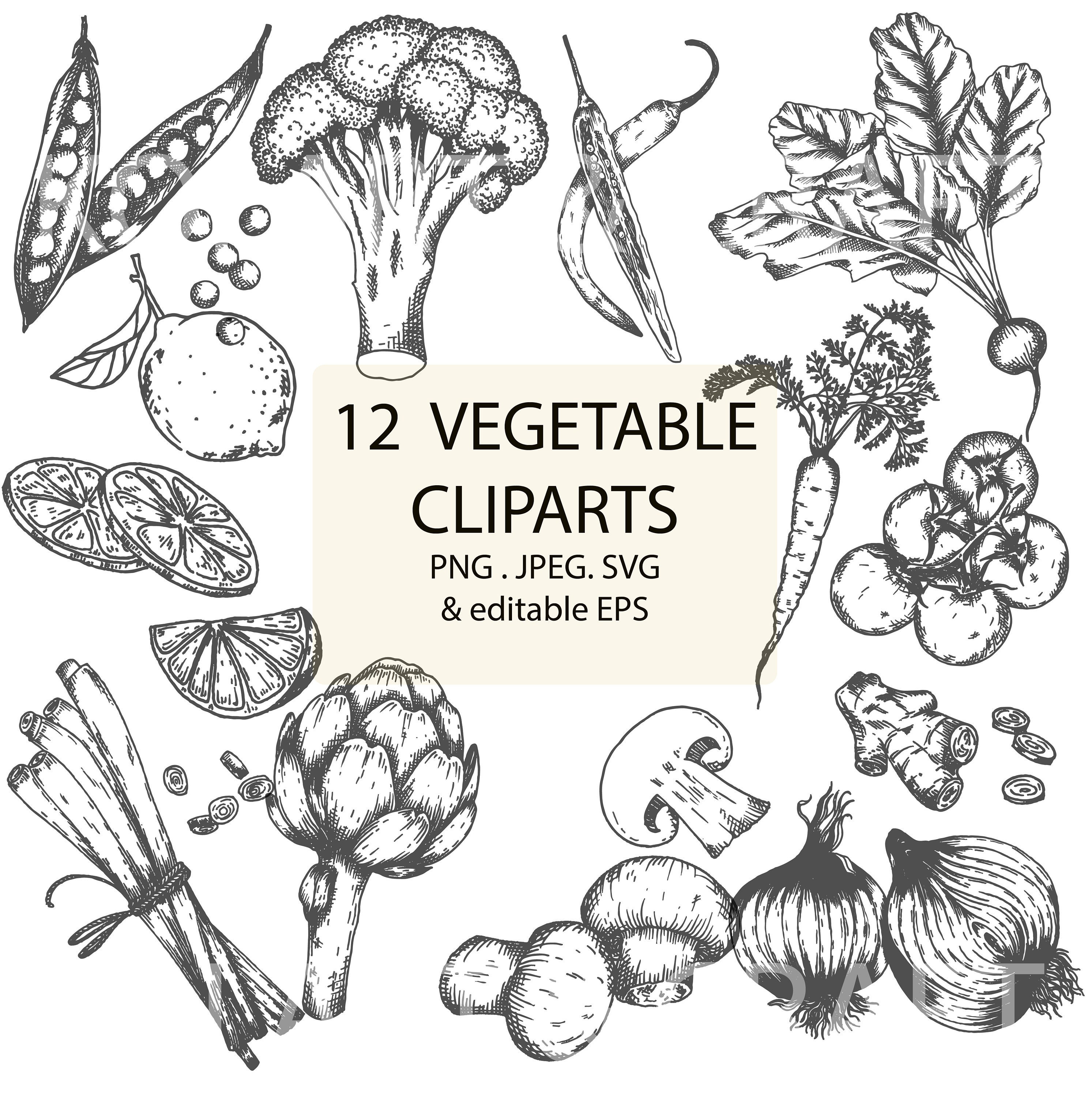 12 Vegetable clipart line drawing hand drawn clip art peas Etsy