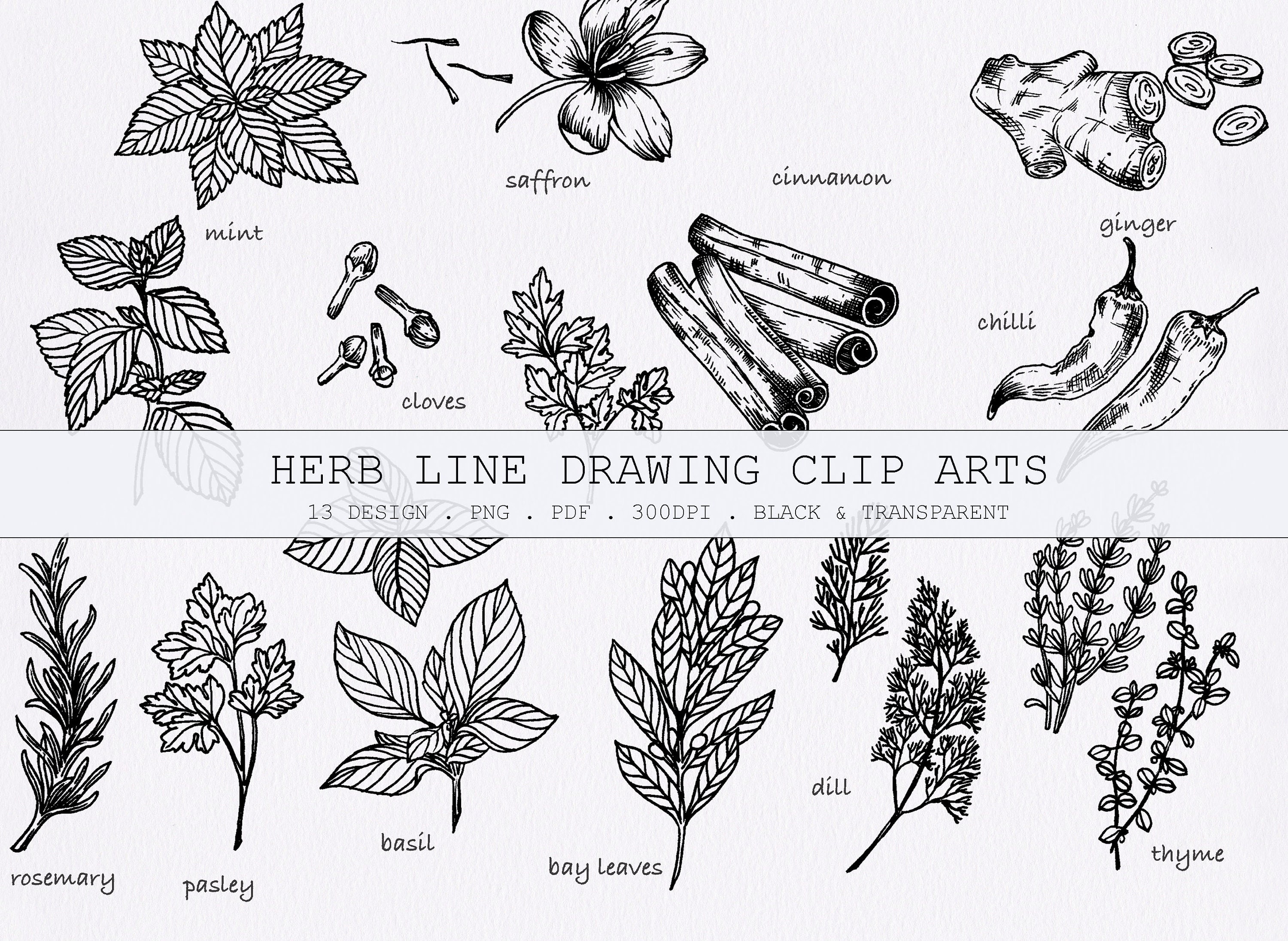 12 kinds herb line drawing clip art/ rosemary parsley | Etsy