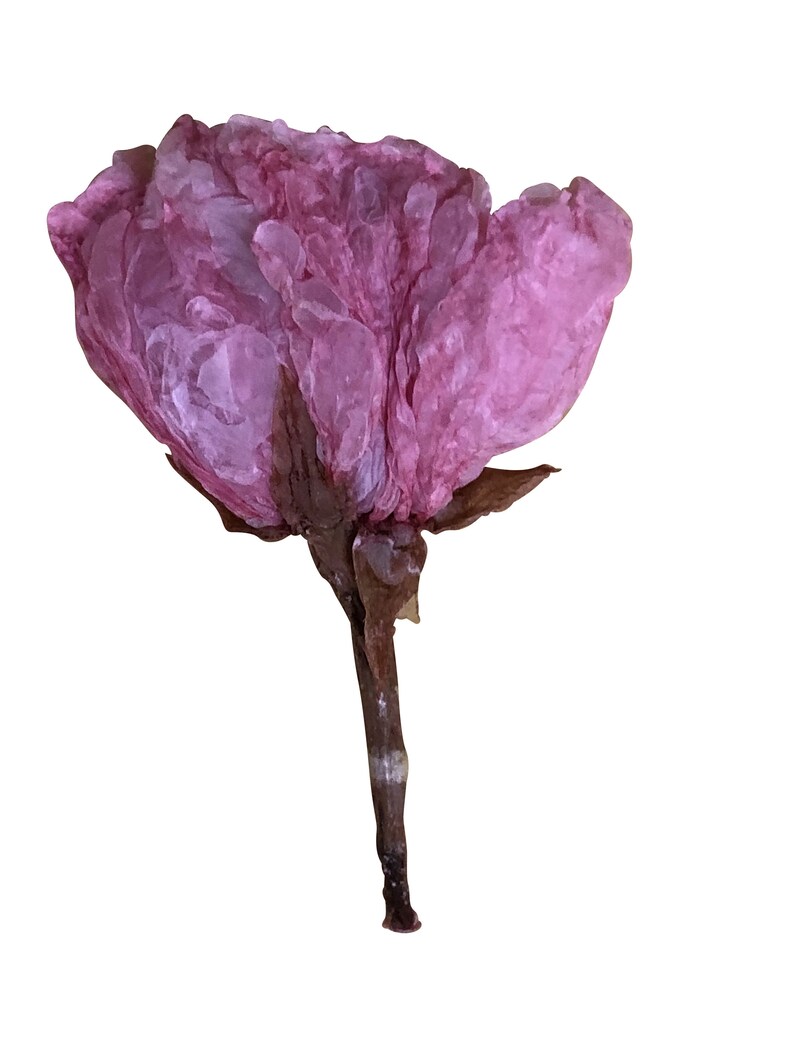 Dried Edible Whole Sakura Flowers 4g 25 Flowers Etsy