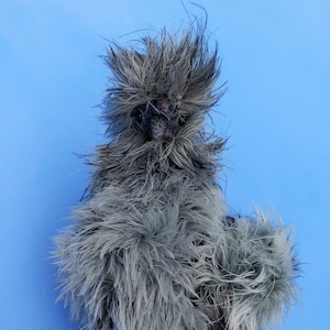Silkie Chicken Crochet PATTERN (English Language UK terms) Original Design
