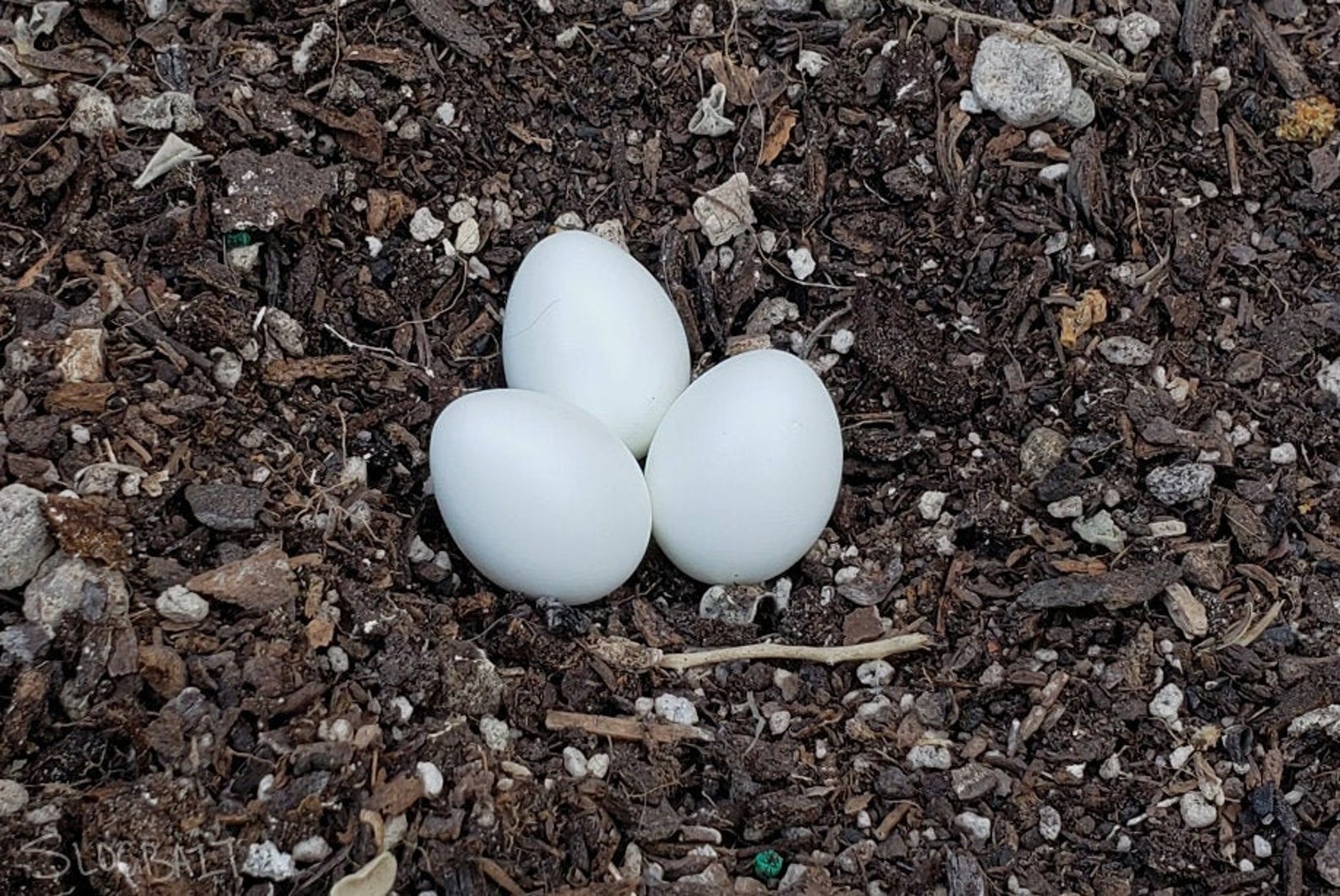 BLANK Large Resin Cockatiel Eggs 1pc Etsy