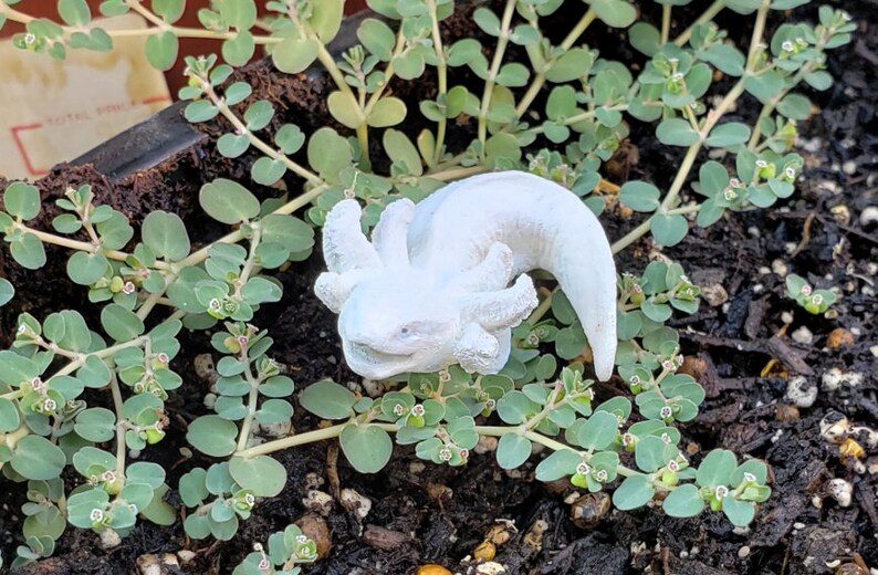 Tiny Mudpuppy Miniature BLANK