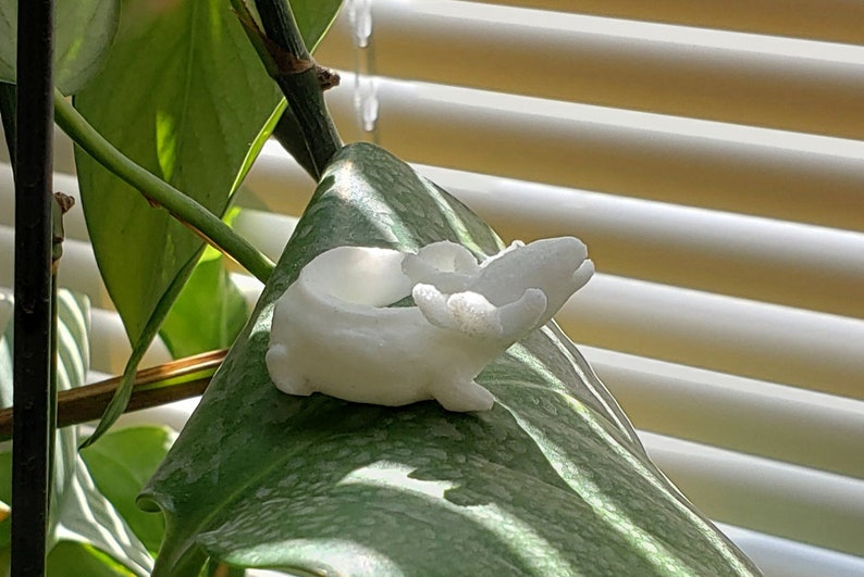 Tiny Mudpuppy Miniature BLANK