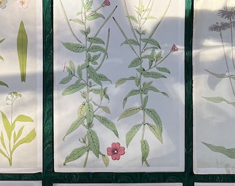 Antique Original Botanical Book Plate Print From “A Series Of Sketches From Nature Of Plant Form”