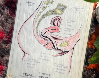 1940’s Female Reproductive And Pelvic Organs Anatomy Chart, Educational Department Tampax Incorporated