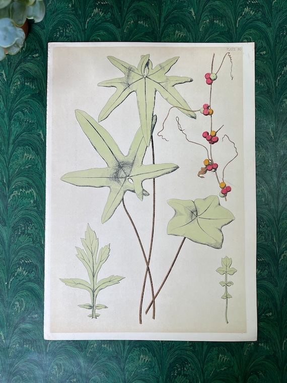 Antique Original Botanical Book Plate Print From “A Series Of Sketches From Nature Of Plant Form”