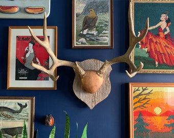 LOCAL PICKUP ONLY: Vintage White Tail Deer Antlers On Wooden Shield Plaque