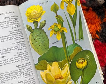 1960's Peterson Field Guide To Wildflowers Of Northeastern And North-Central North America Book
