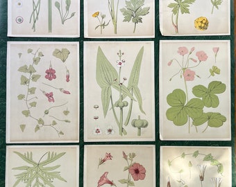 Antique Original Botanical Book Plate Print From “A Series Of Sketches From Nature Of Plant Form”