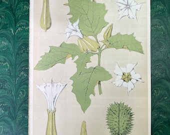 Antique Original Botanical Book Plate Print From “A Series Of Sketches From Nature Of Plant Form”