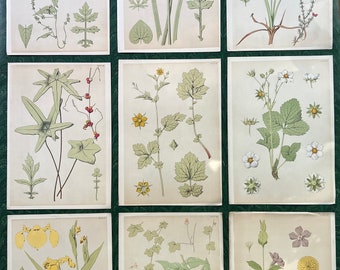 Antique Original Botanical Book Plate Print From “A Series Of Sketches From Nature Of Plant Form”