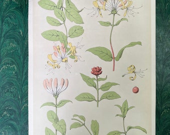 Antique Original Botanical Book Plate Print From “A Series Of Sketches From Nature Of Plant Form”