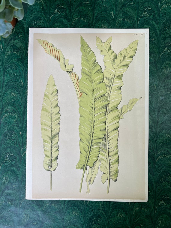 Antique Original Botanical Book Plate Print From “A Series Of Sketches From Nature Of Plant Form”