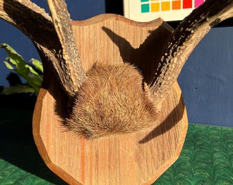 LOCAL PICKUP ONLY: Vintage White Tail Deer Antlers On Wooden Shield Plaque