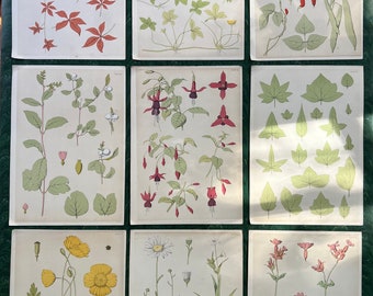 Antique Original Botanical Book Plate Print From “A Series Of Sketches From Nature Of Plant Form”
