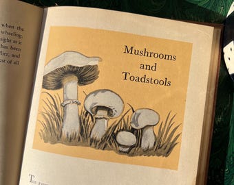 1940's Nature Notes Illustrated Wildlife Story Book