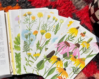 1980's Guide To Field Identification Wildflowers Of North America By Golden