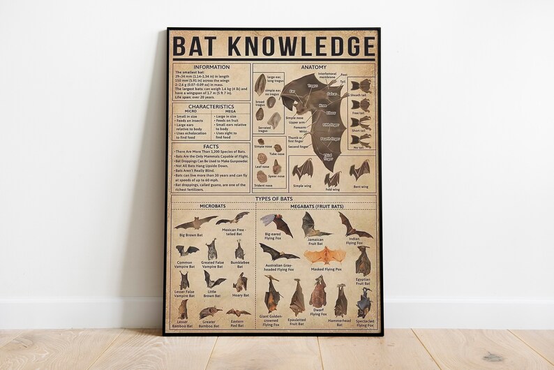 Bat Knowledge Art Print Anatomy of A Bat Bat Information Etsy