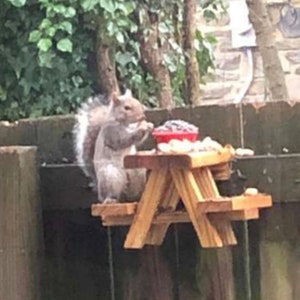 Eichhörnchen PICKNICKTISCH Gartenhaus
