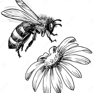 May include: A black and white line drawing of a bee flying towards a daisy flower.
