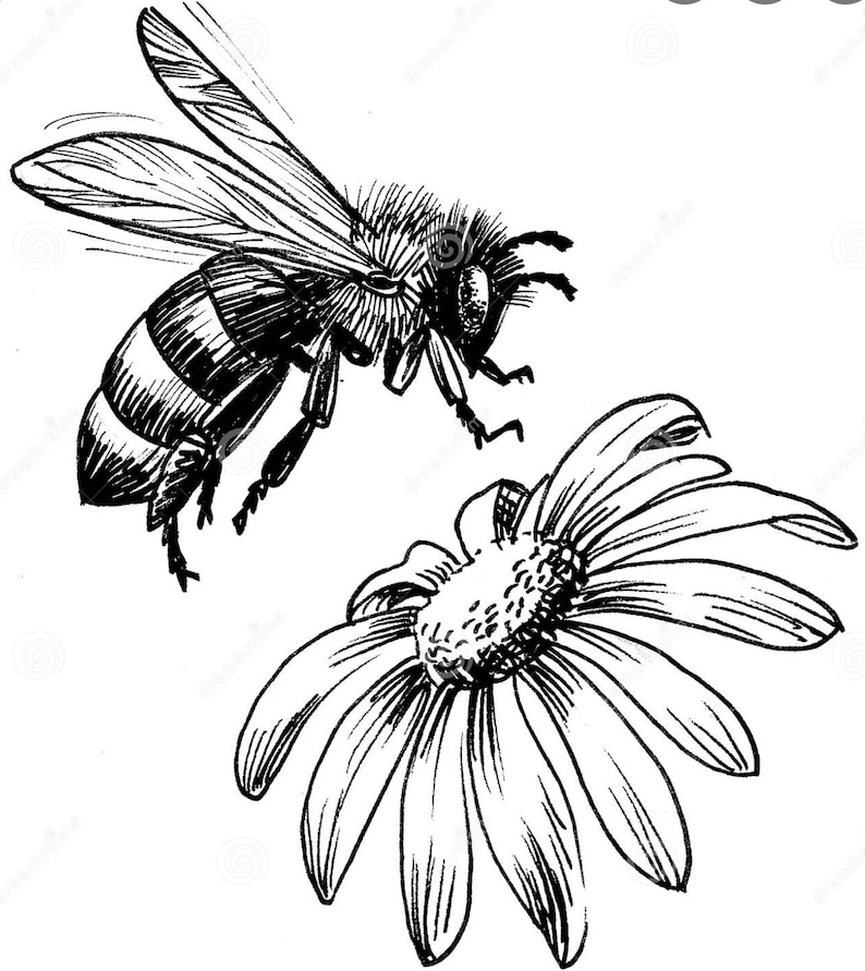 May include: A black and white line drawing of a bee flying towards a daisy flower.