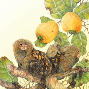 Pygmy Marmosets