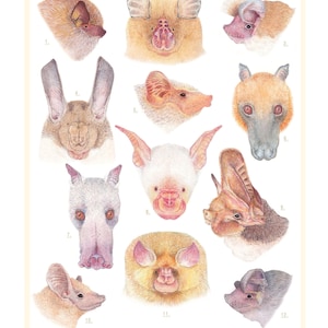 Bats of Africa