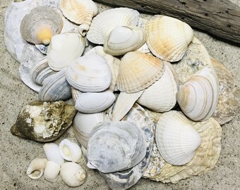 Muscheln maritimer Konvolut Nordsee -  Strandfund von verschiedenen Muscheln und Schneckenhäusern