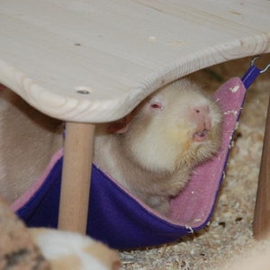 hammock holder with 1 hammock red with white dots for guinea pigs image 3