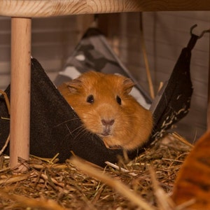 hammock holder with 1 hammock red with white dots for guinea pigs image 4